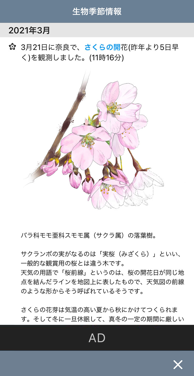 生物季節情報のさくらの開花の表示例